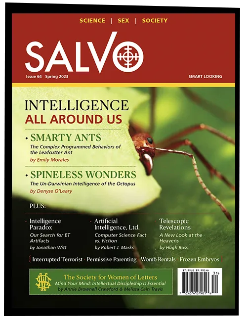 Salvo Issue #64